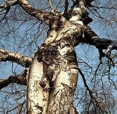 paranormal (2)