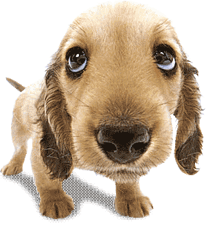 Doggy