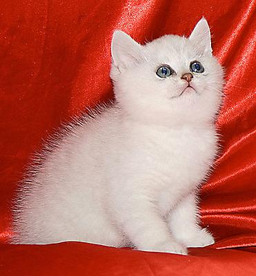Котенок